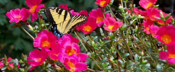 Swallowtail Butterfly on the deck