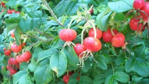 Rosehips in Camden, ME