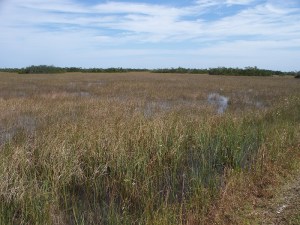 Everglades grasses