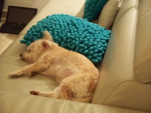 Heather's favorite napping spot