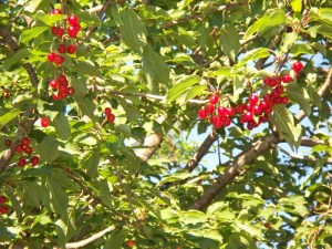 Cherries in the wild
