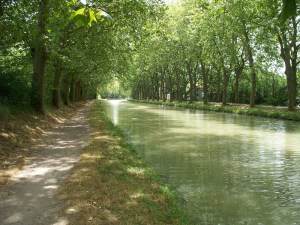 Plane trees line our walking route