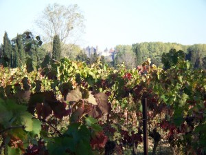 Castle view through the vineyards